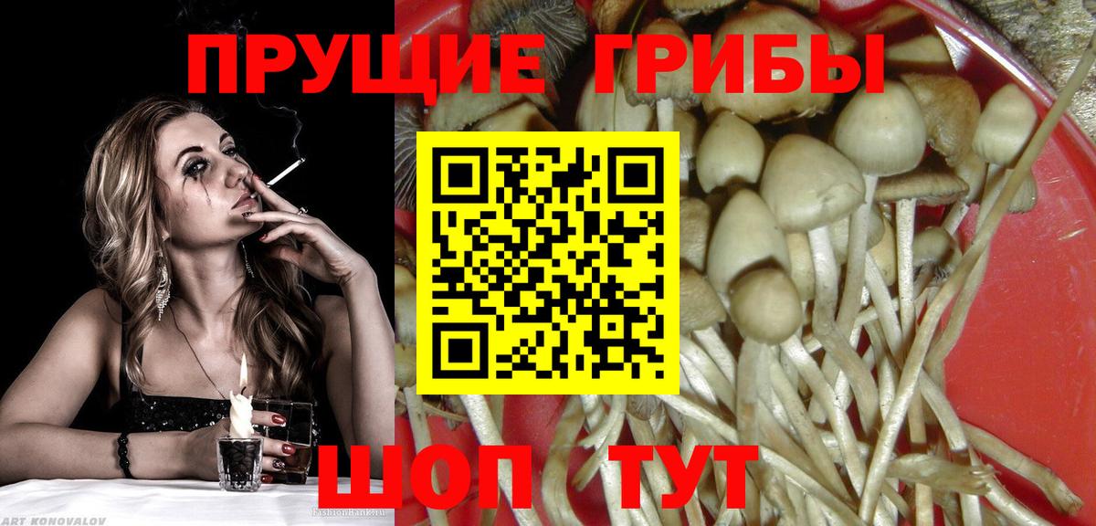 Щёлково  что такое   Вход с VPN  Галлюциногенные грибы Psilocybe 